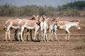 Indian wild ass LRK gujarat Royalty Free Stock Photo